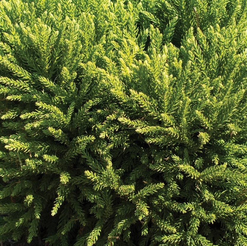 [CRJDING] Cryptomeria jap. 'Dinger'