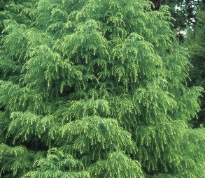 [CRJEVIR] Cryptomeria jap. 'Elegans Viridis' (pot 5l  40/50cm)