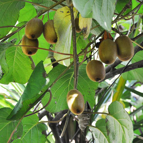[ACCATLA] Actinidia chinensis 'ATLAS' (—, pot   2L)