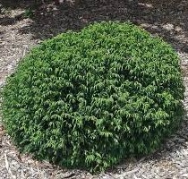 [CRJNANA] Cryptomeria jap. 'Nana' (pot 10l 30/40cm)