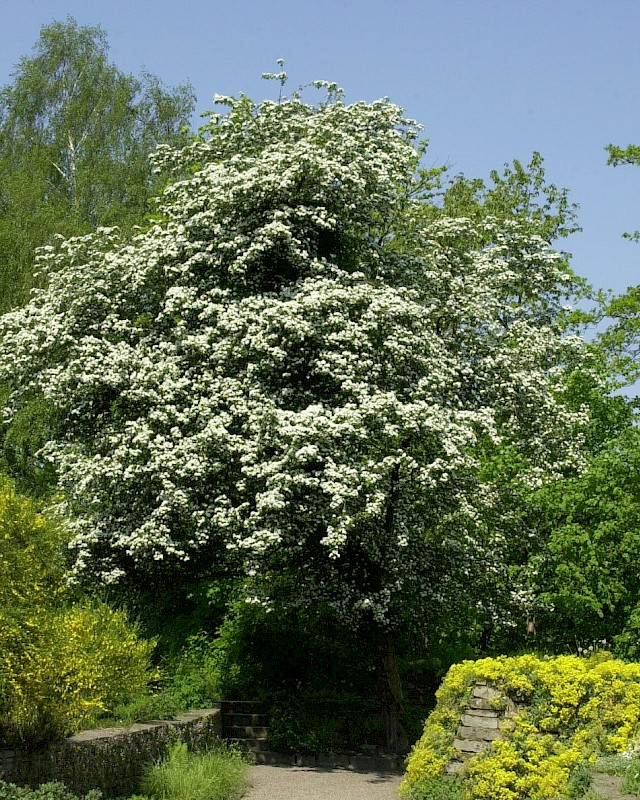 [CRMONOG] Crataegus monogyna (—, 100/125cm, pot   3L)