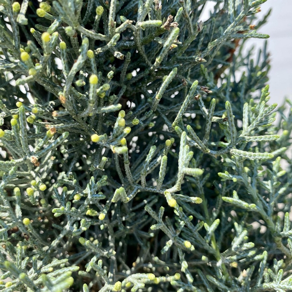 [CUAFAST] Cupressus arizonica 'Fastigiata' (pot 160cm pompon)