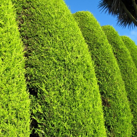 [CULAURE] Cupressocyp. leylandii 'Aurea' (TeGi) (pot 200cm spirale)