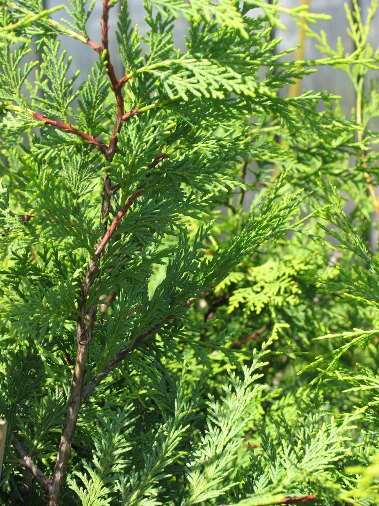 [CULCGOL] Cupressocyparis l. 'Castlew. Gold' (spiraal, 140/160cm, pot  30L)
