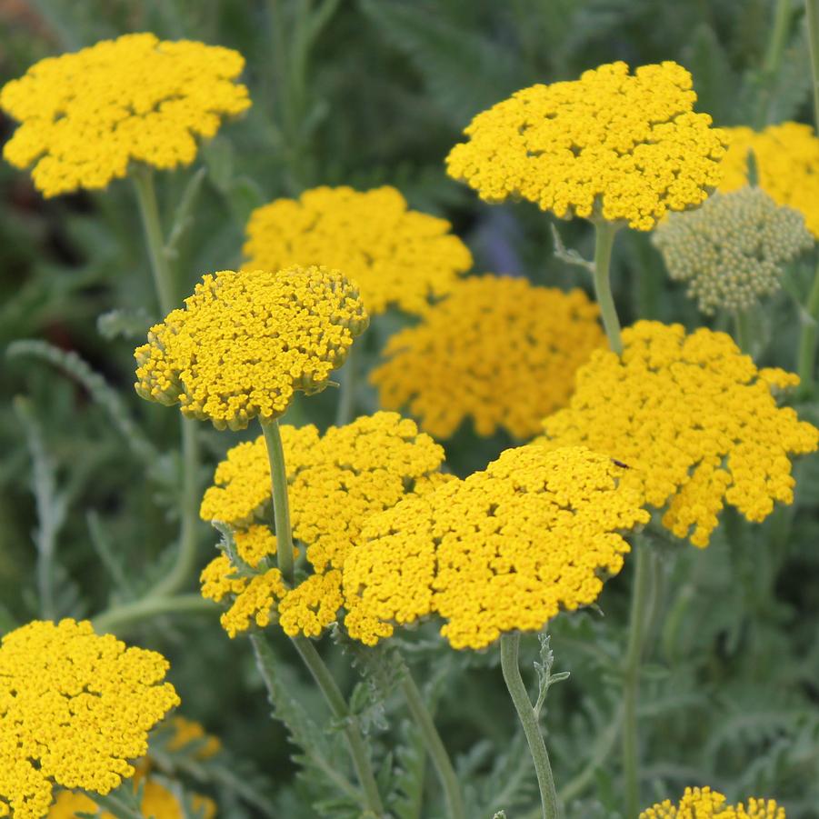[ACCGOLD] Achillea filip. 'Coronation Gold'