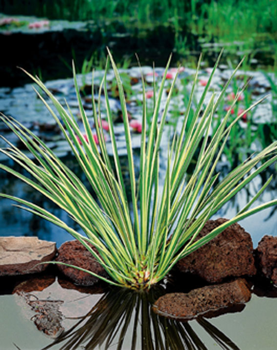 [ACCGRAM] Acorus calamus 'Gramineus' (mand 18cm)