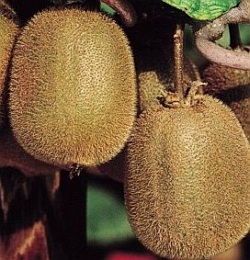 [ACCHAYW] Actinidia chinensis 'Hayward' KIWI