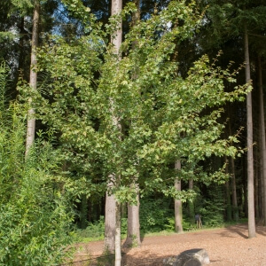 [ACCHELE] Acer campestre 'Huibers Elegant' (hoogstam, 6/8, pot  30L)