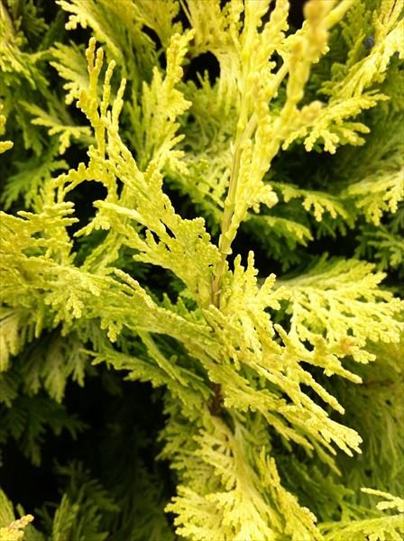 [CULGRID] Cupressocyparis l. 'Gold Rider' (—, —, pot spiraal 175cm)
