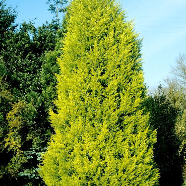 [CUMGOLD] Cupressus macr. 'Goldcrest' (—, —, pot)