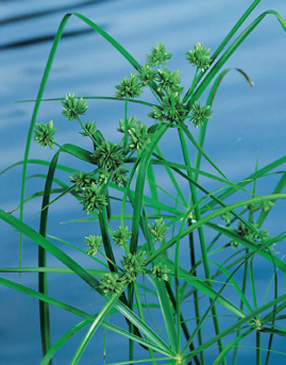 [CYALTER] Cyperus alternifolius (mand 18cm)