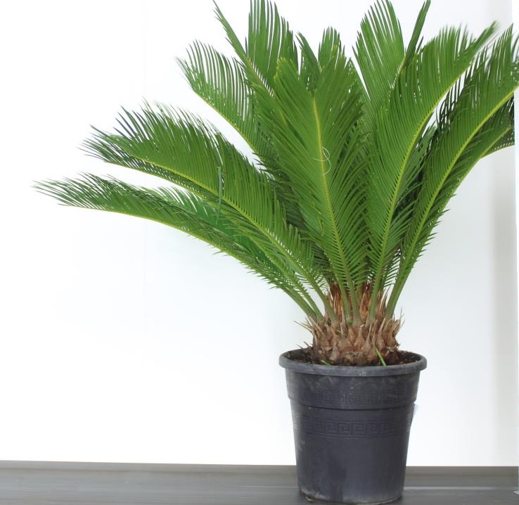 [CYCA] Cycas (pot14)