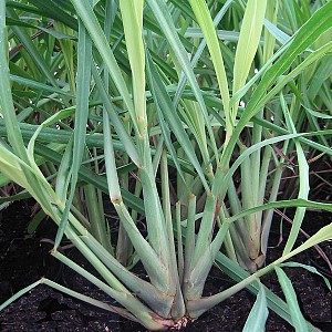 [CYCITRA] CITROENGRAS Cymbopogon citratus (pot14)