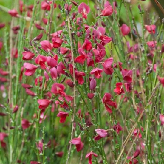 [CYBRUBY] Cytisus 'Boskoop Ruby' (50/60cm, pot   7.5L)
