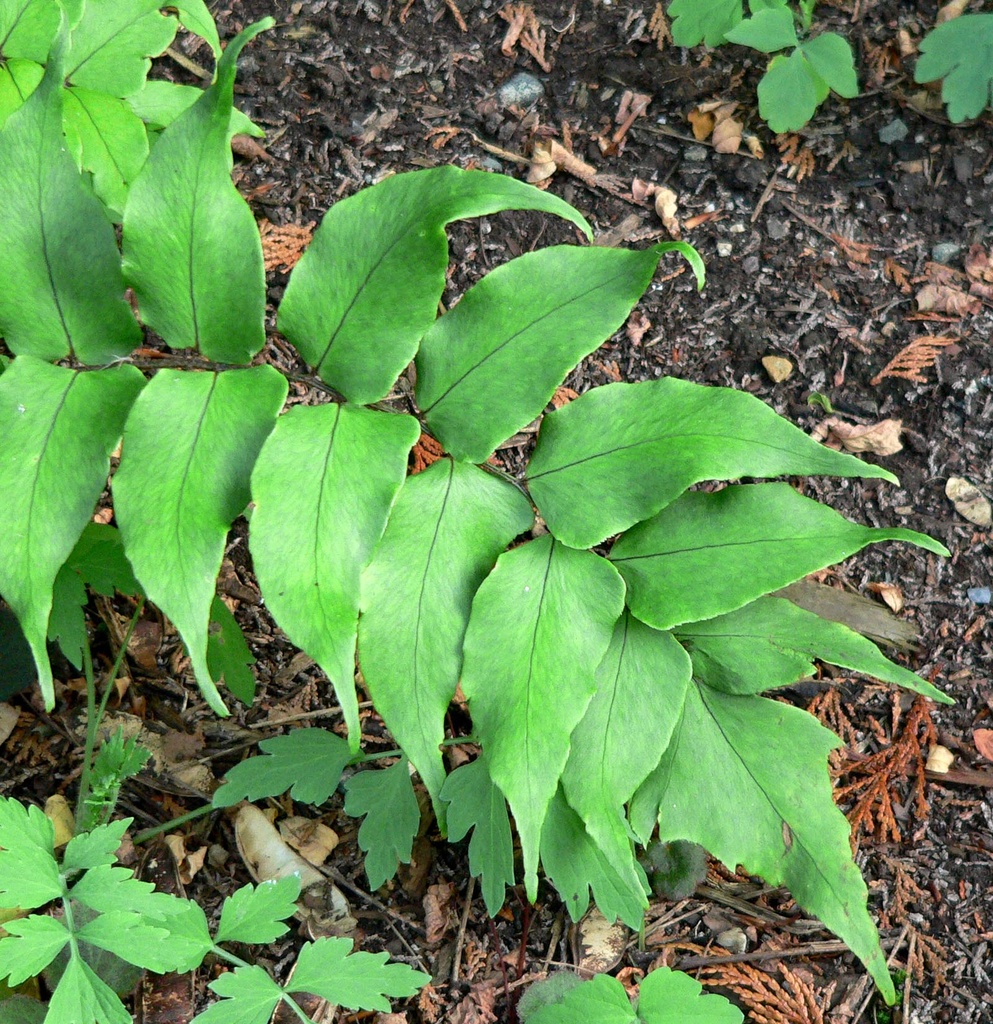 [CYFALCA] Cyrtomium falcatum (pot   9cm)