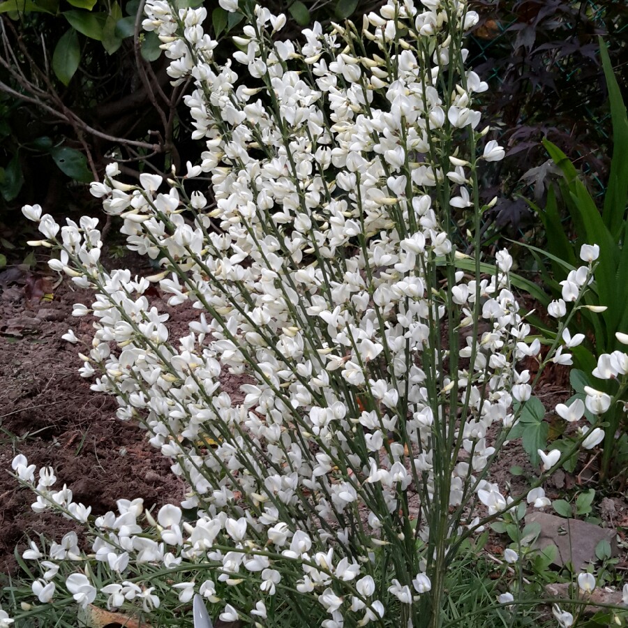 [CYPALBU] GENÊT (pot 3.5L)