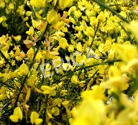 [CYPALLG] Cytisus praecox 'Allgold' (40/60cm, pot   3.5L)