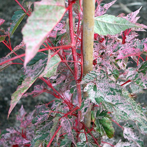 [ACCRFLA] Acer consp. 'Red Flamingo' (150/175cm, pot   7.5L)