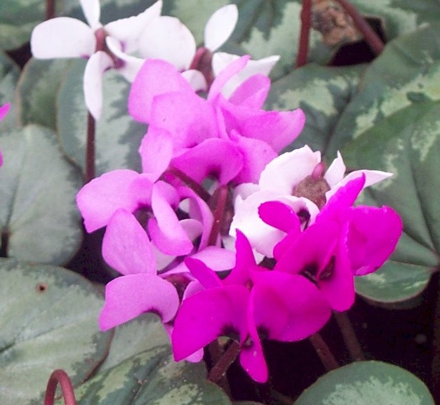 [CYPATIO] Cyclamen 'Patio' (pot  10.5cm)