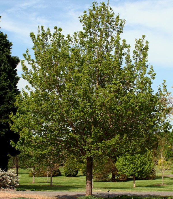 [ACCQELI] Acer campestre 'Queen Elisabeth' (hoogstam, 8/10, —)