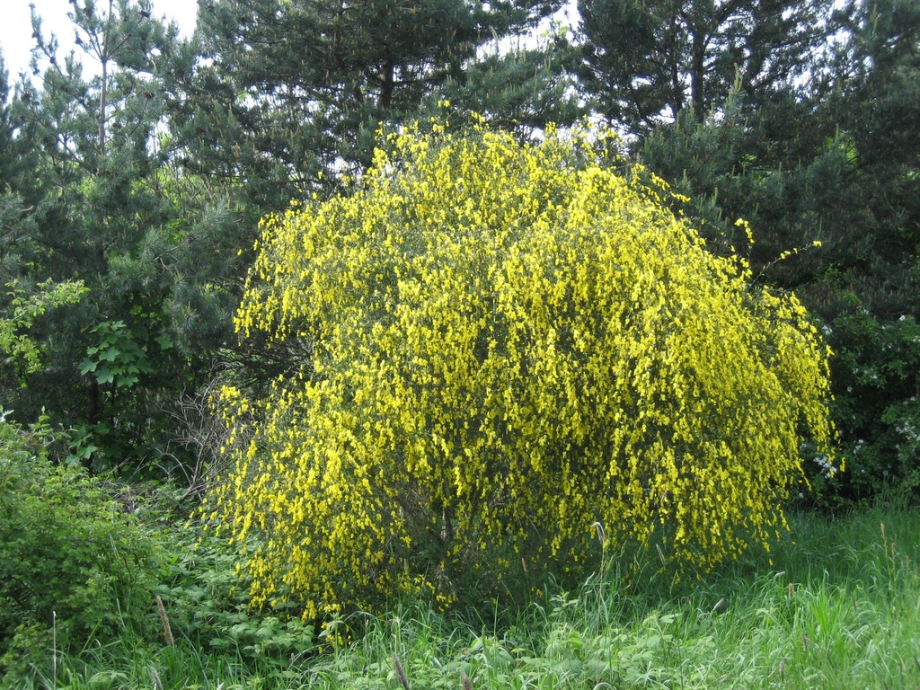 GENÊT