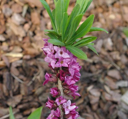 [DAMRUBR] Daphne mezereum 'Rubra' (60/80cm, pot 7.5L)