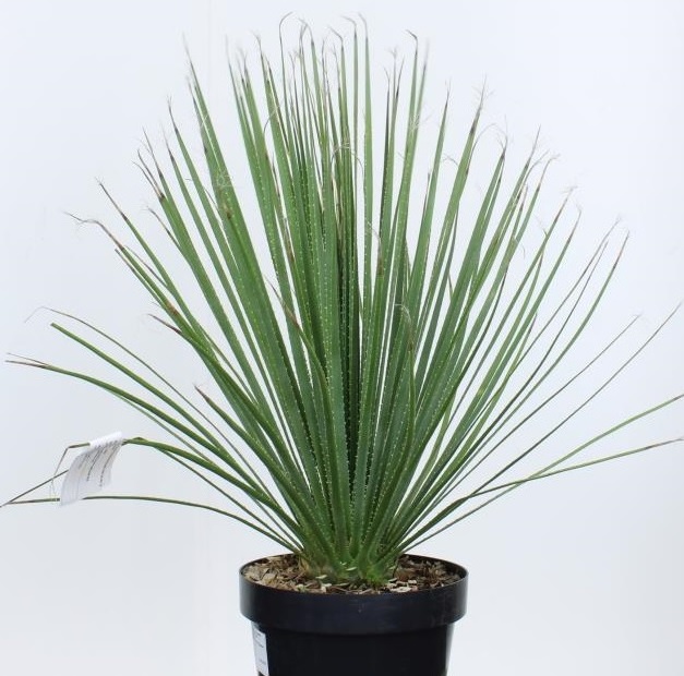 [DASERRA] Dasylirion serratifolium