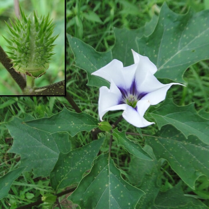 [DATURA] Datura (—, pot 25cm)