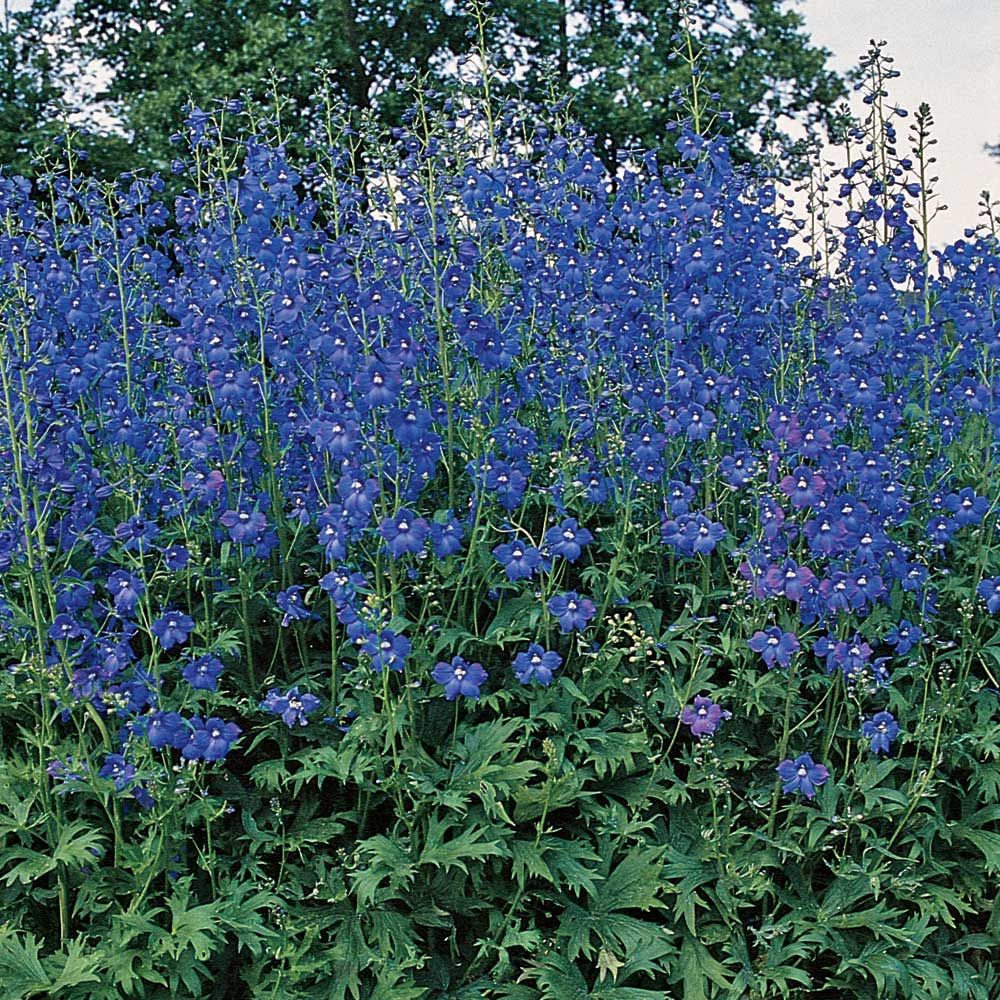 [DEBELLA] Delphinium (B) 'Bellamosum' (pot   9cm)