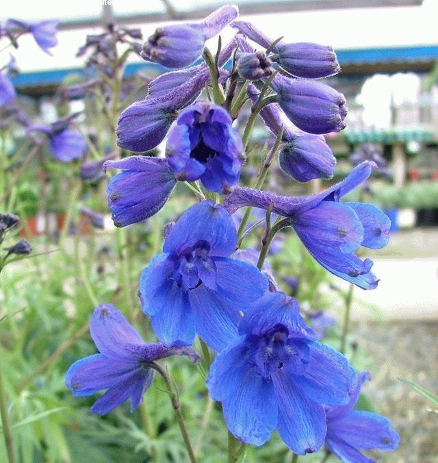 Delphinium grand. 'Blue Butterfly'