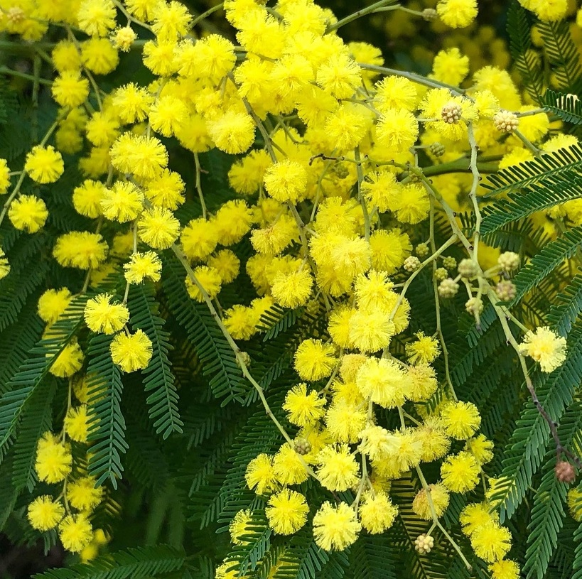 [ACDEALB] Acacia dealbata (30/40cm, pot19)