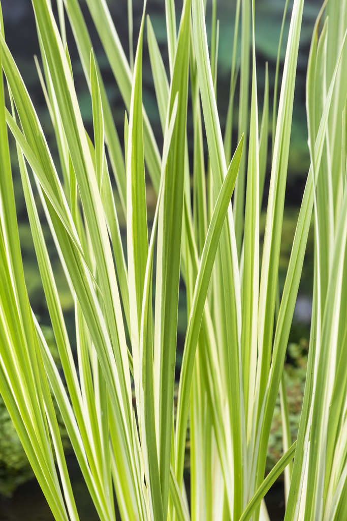 [ACCVARI] Acorus calamus 'Variegata' (pot   9cmw)