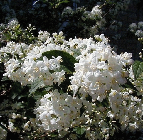 [DELEMOI] Deutzia lemoinei (—, pot   3L)