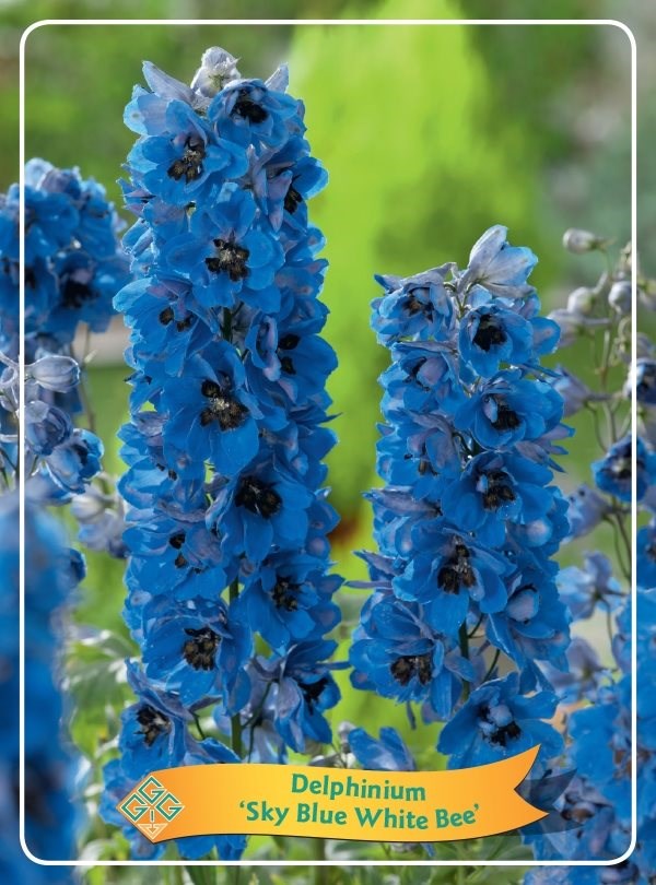 Delphinium 'Sky Blue/White Bee'