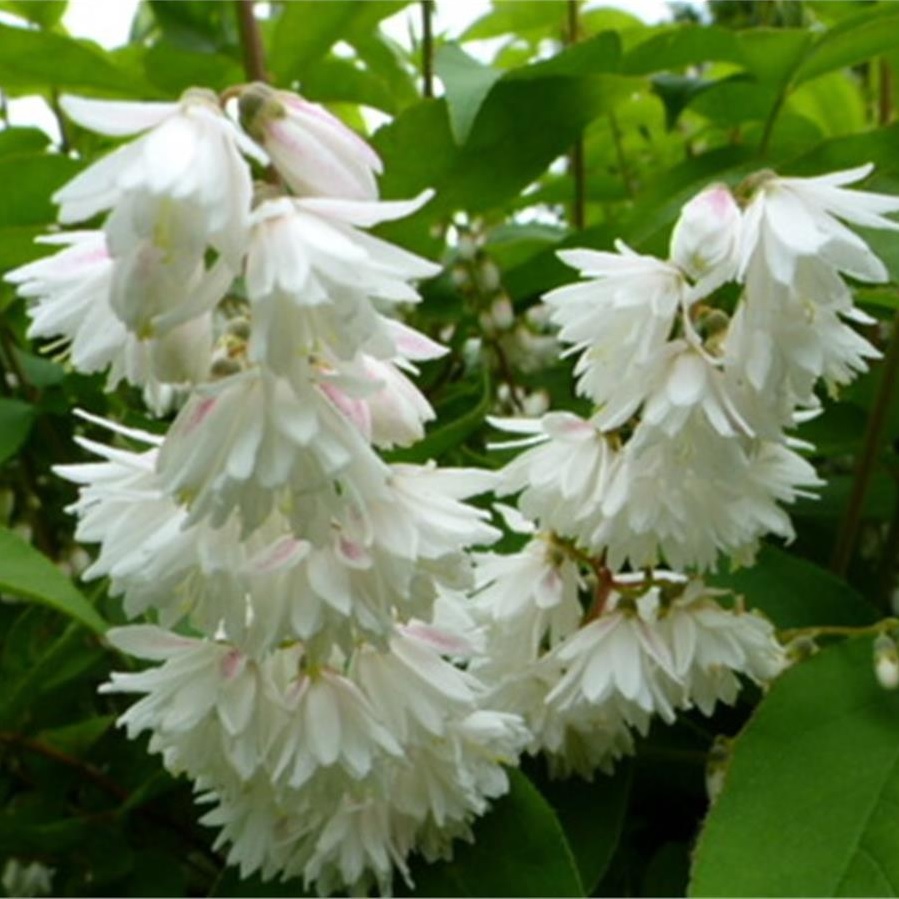 [DESPLEN] Deutzia scabra 'Plena' (—, 60/80cm, pot   5L)