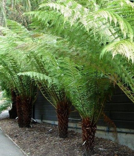 [DIANTARC] Dicksonia antarctica (40/60cm, pot15)
