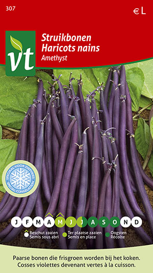 [00307] HARICOTS NAINS AMETHYST