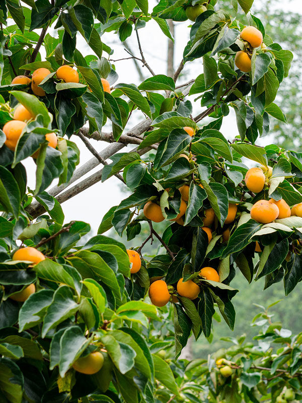 [DIKAKI] Diospyros kaki (stam, 90cm, pot   6L)