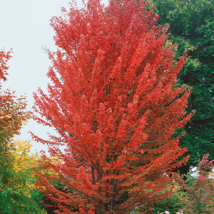 [ACFABLA] Acer freemanii 'Autumn Blaze' (hoogstam, 8/10, —)