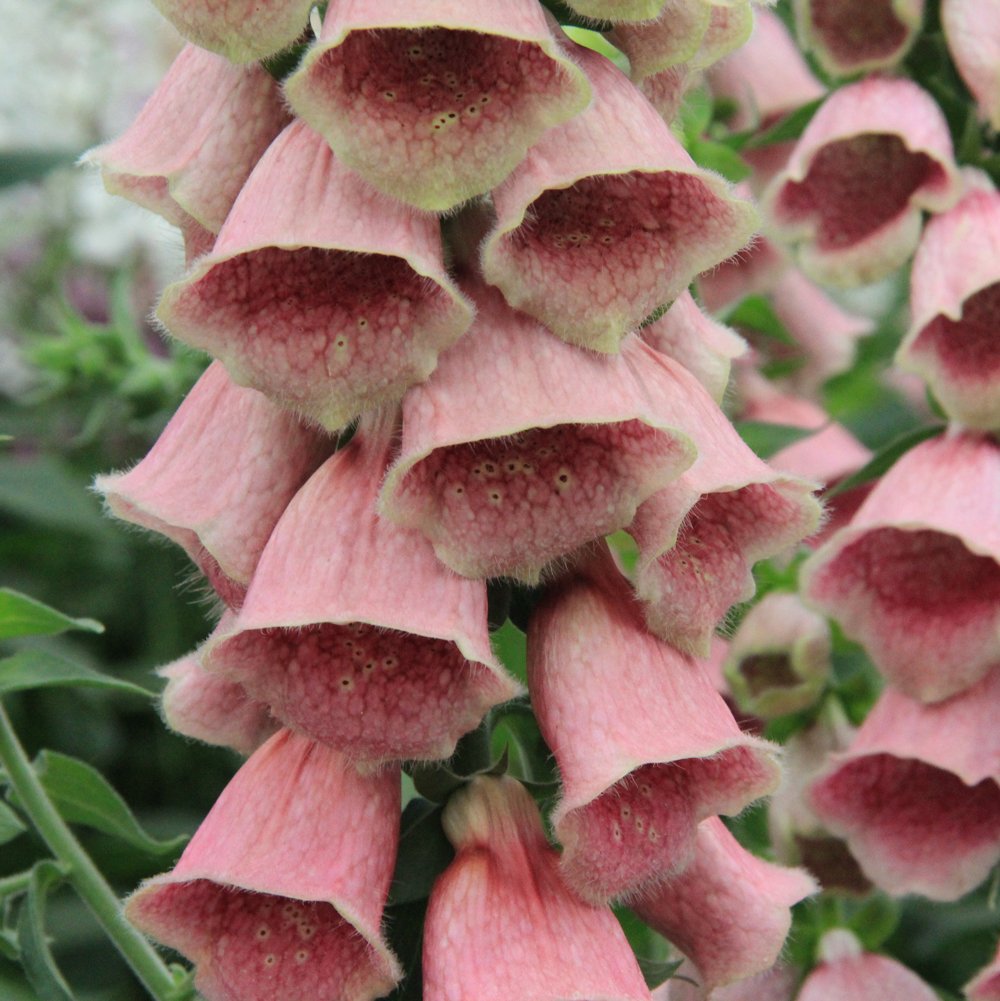 Digitalis mertonensis