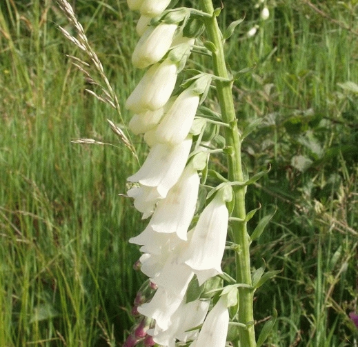 [DIPALBA] Digitalis purpurea 'Alba' (pot   9cm)