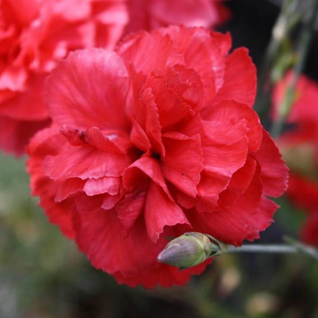 Dianthus plum. 'Heidi'