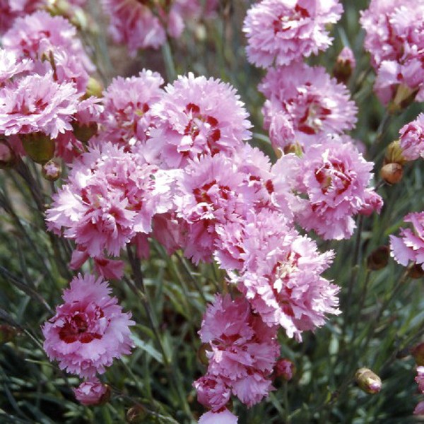 Dianthus plum. 'Maggie'