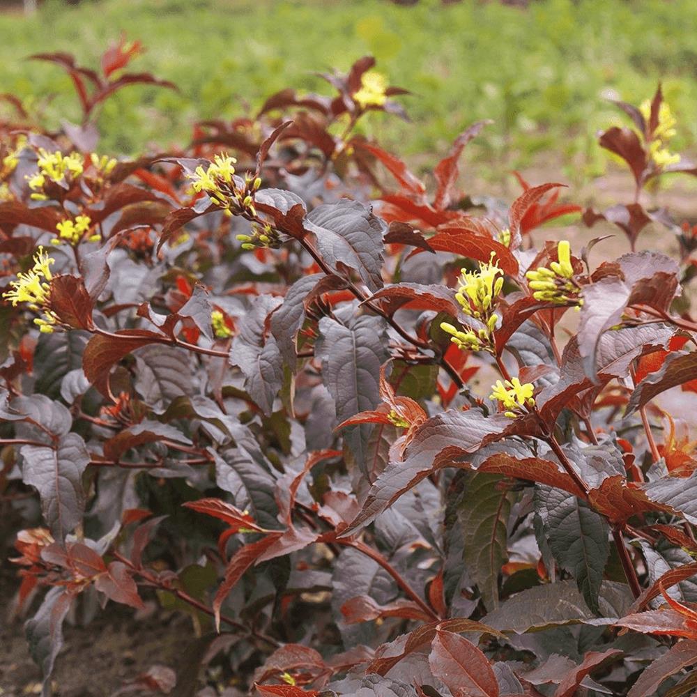 Diervilla splendens 'Diva'