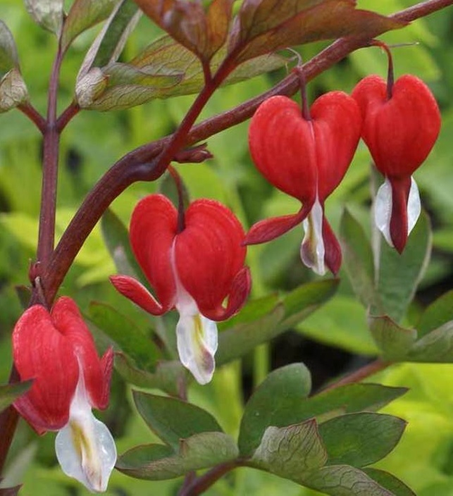 [DISVALE] Dicentra spectabilis 'Valentine' (pot   9cm)
