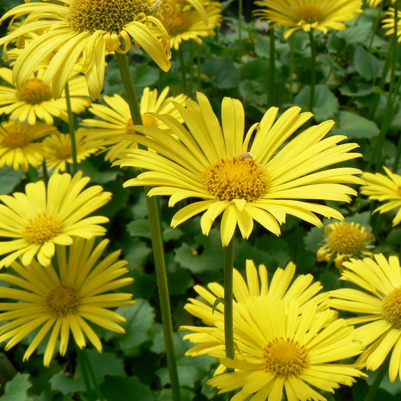 [DOOLLEO] Doronicum orientale 'Little Leo' (pot   9cm)