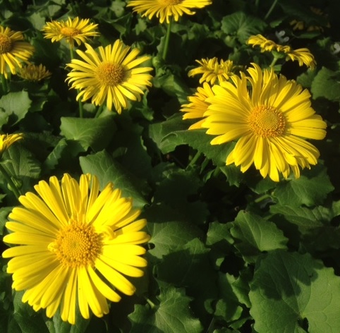 [DOORIEN] Doronicum orientale (pot   9cm)