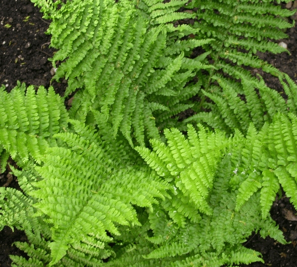 [DRACRIS] Dryopteris affinis 'Crispa' (pot   2L)