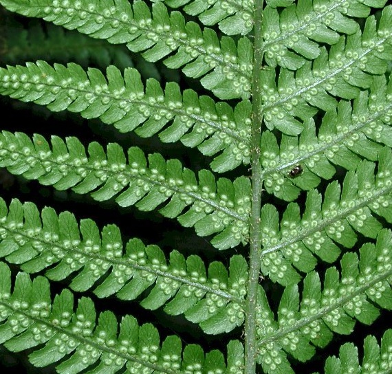 [DRAFFIN] Dryopteris affinis (pot   9cm)