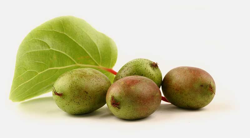 [ACFJUMB] Actinidia arguta 'Fresh Jumbo' KIWIBES